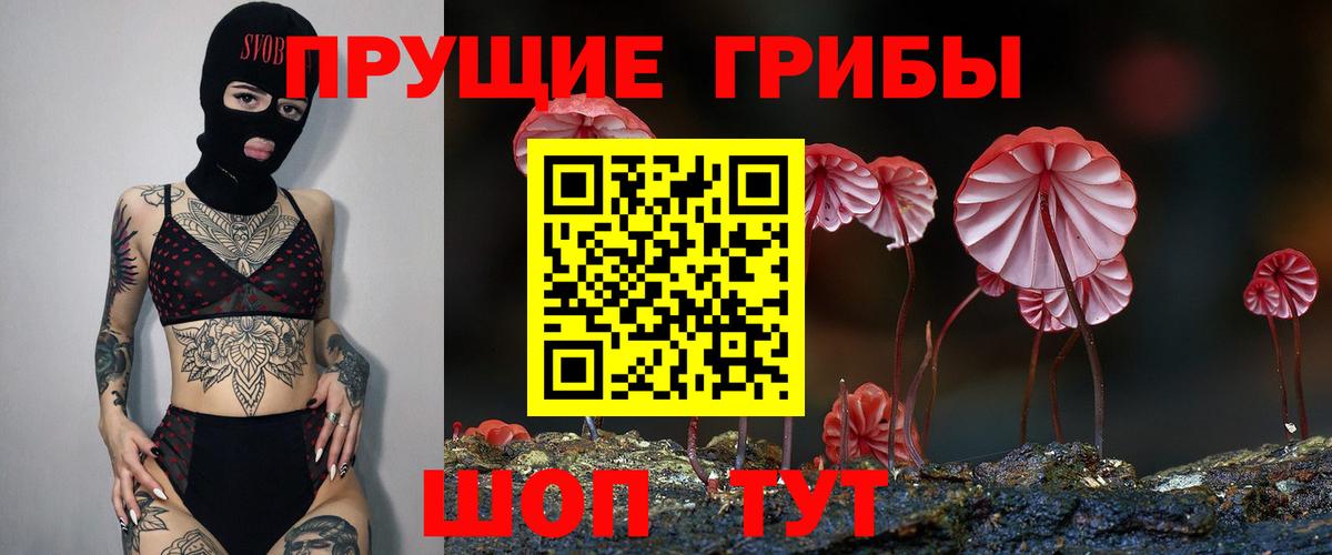 Псилоцибиновые грибы Psilocybe Избербаш